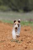 FOX TERRIER 288